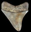 Brown, Serrated, Fossil Megalodon Tooth - Georgia #50479-2